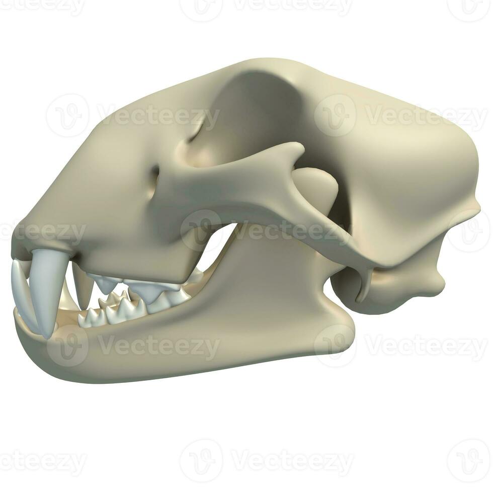 Cheetah Skull animal anatomy 3D rendering on white background photo