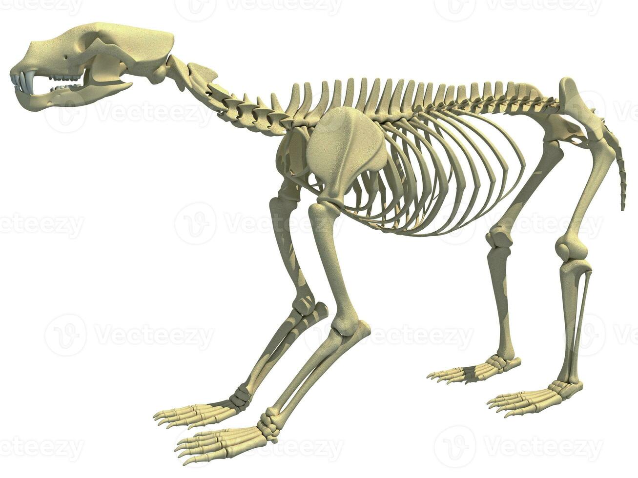 Bear Skeleton animal anatomy 3D rendering photo