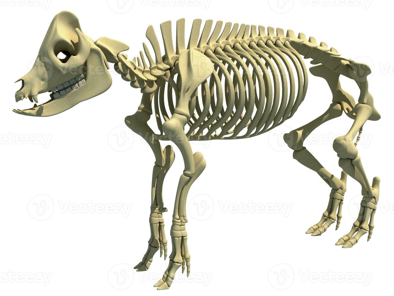 Pig Skeleton anatomical animal 3D rendering on white background photo