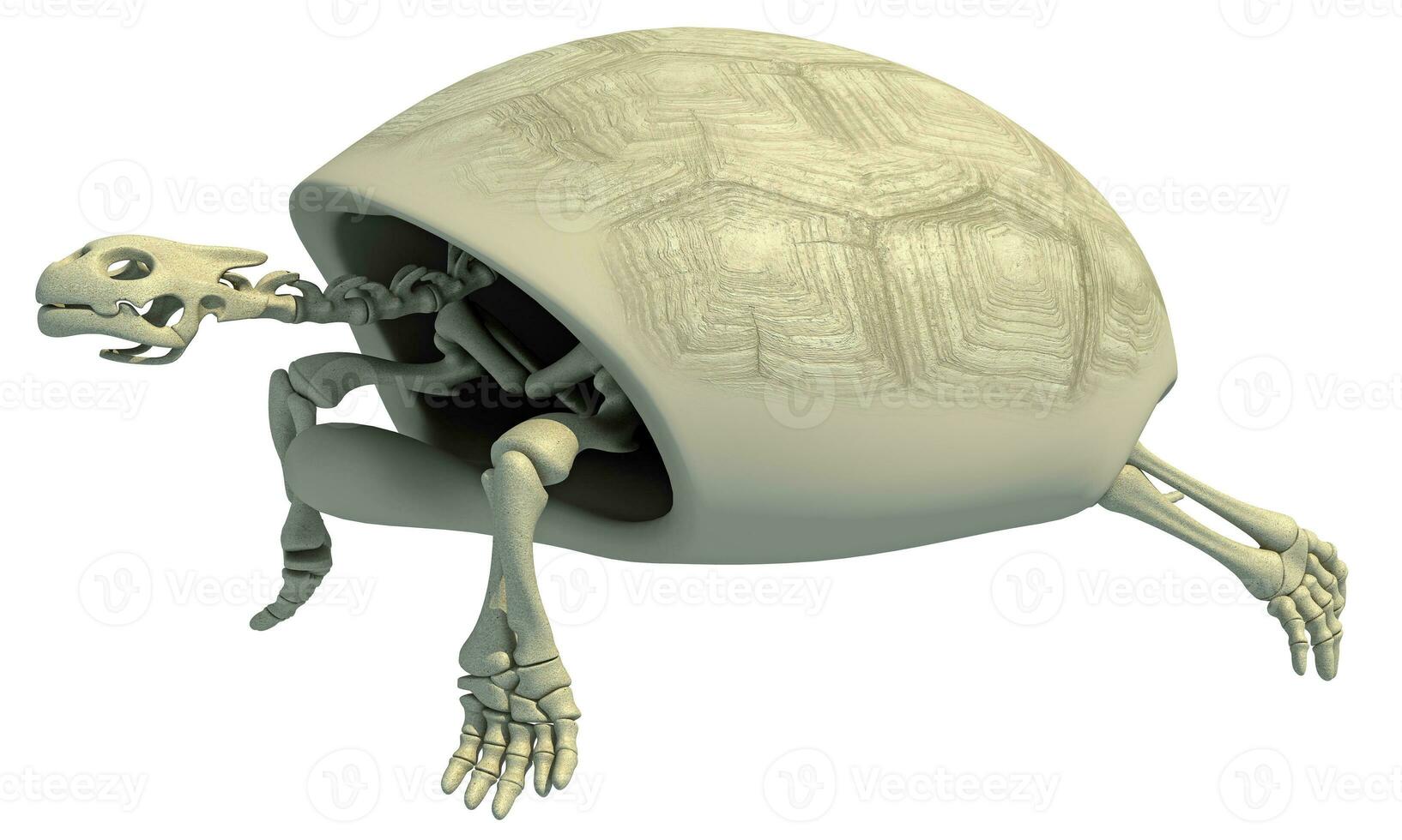 Tortoise anatomy Turtle Skeleton on white background 3D rendering photo