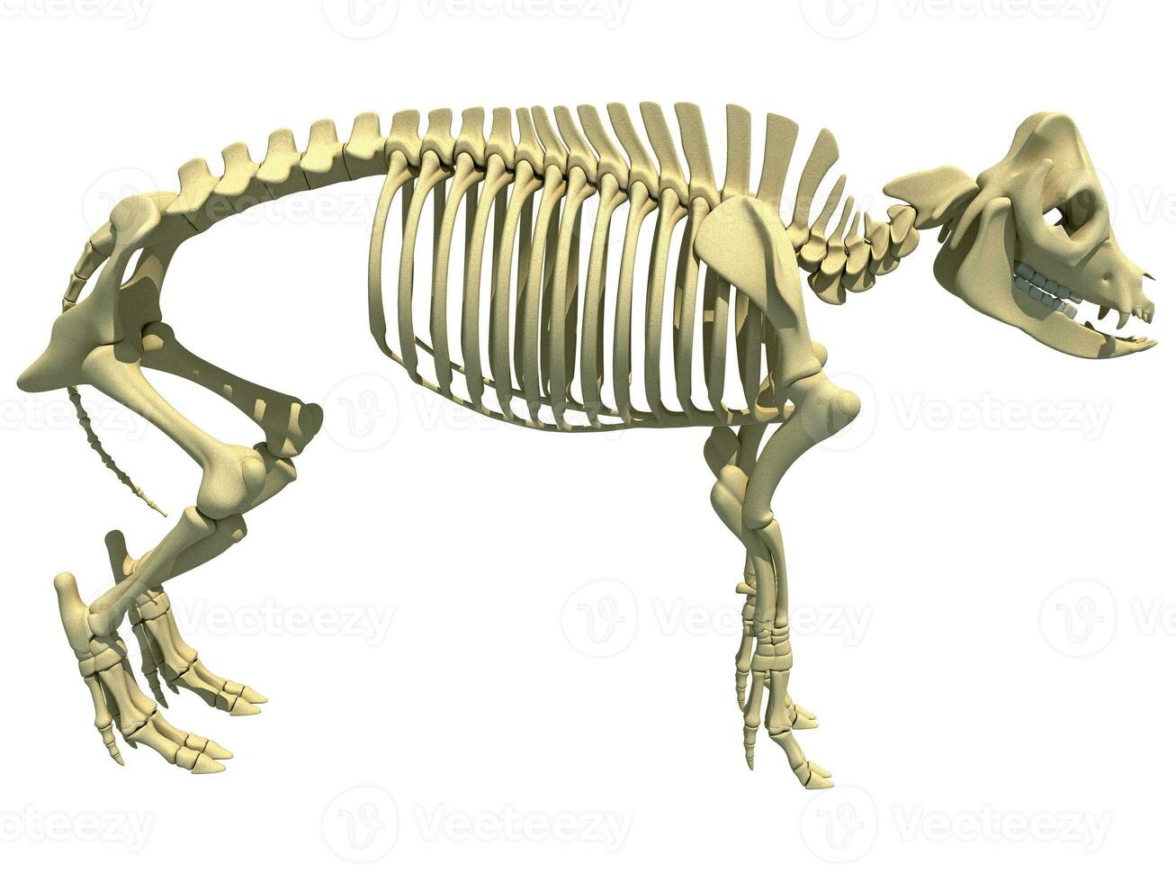 Pig Skeleton anatomical animal 3D rendering on white background photo