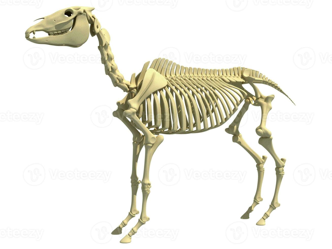 Horse Skeleton anatomy 3D rendering photo