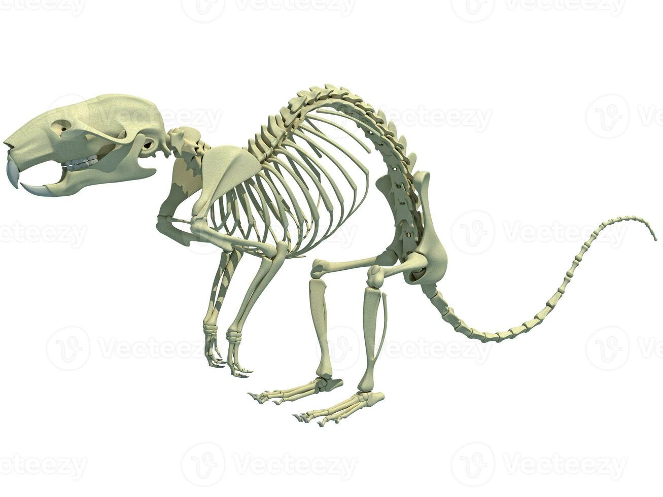 Rat Skeleton anatomy 3D rendering on white background photo