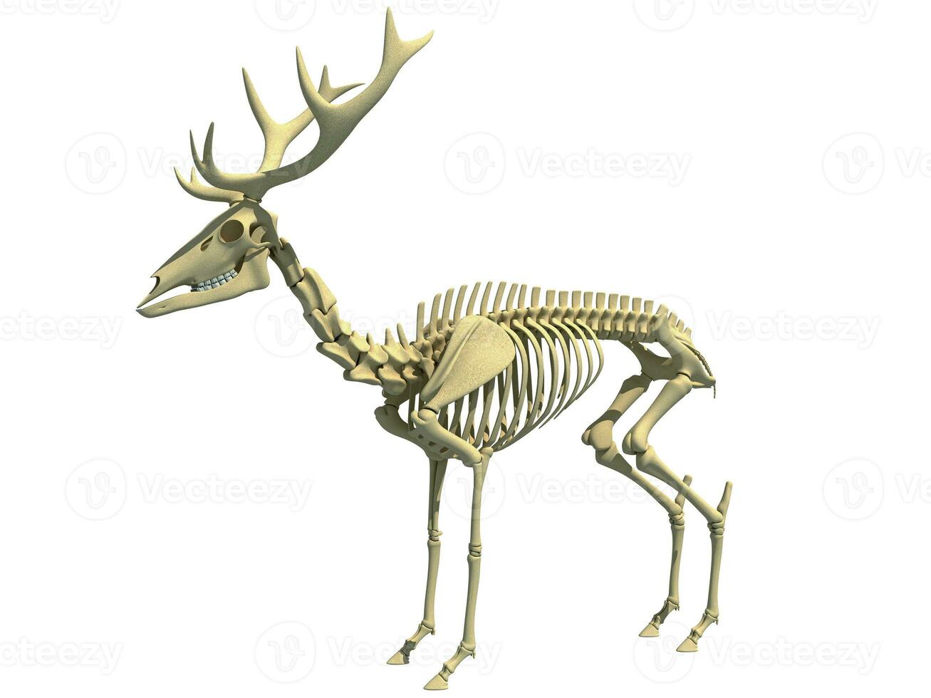 Deer Skeleton anatomy 3D rendering on a Black background photo