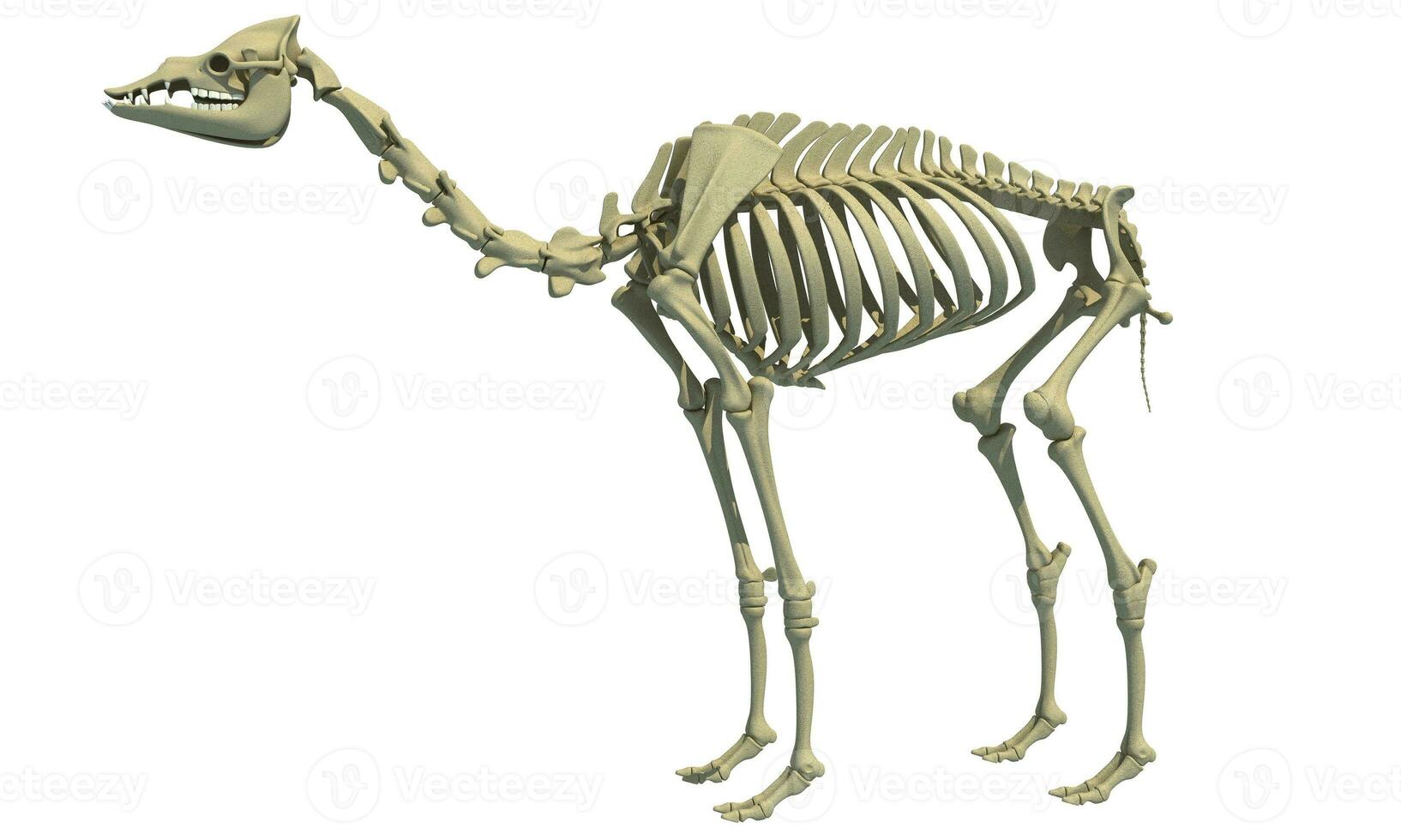 Camel Skeleton Dromedary 3D rendering animal anatomy photo