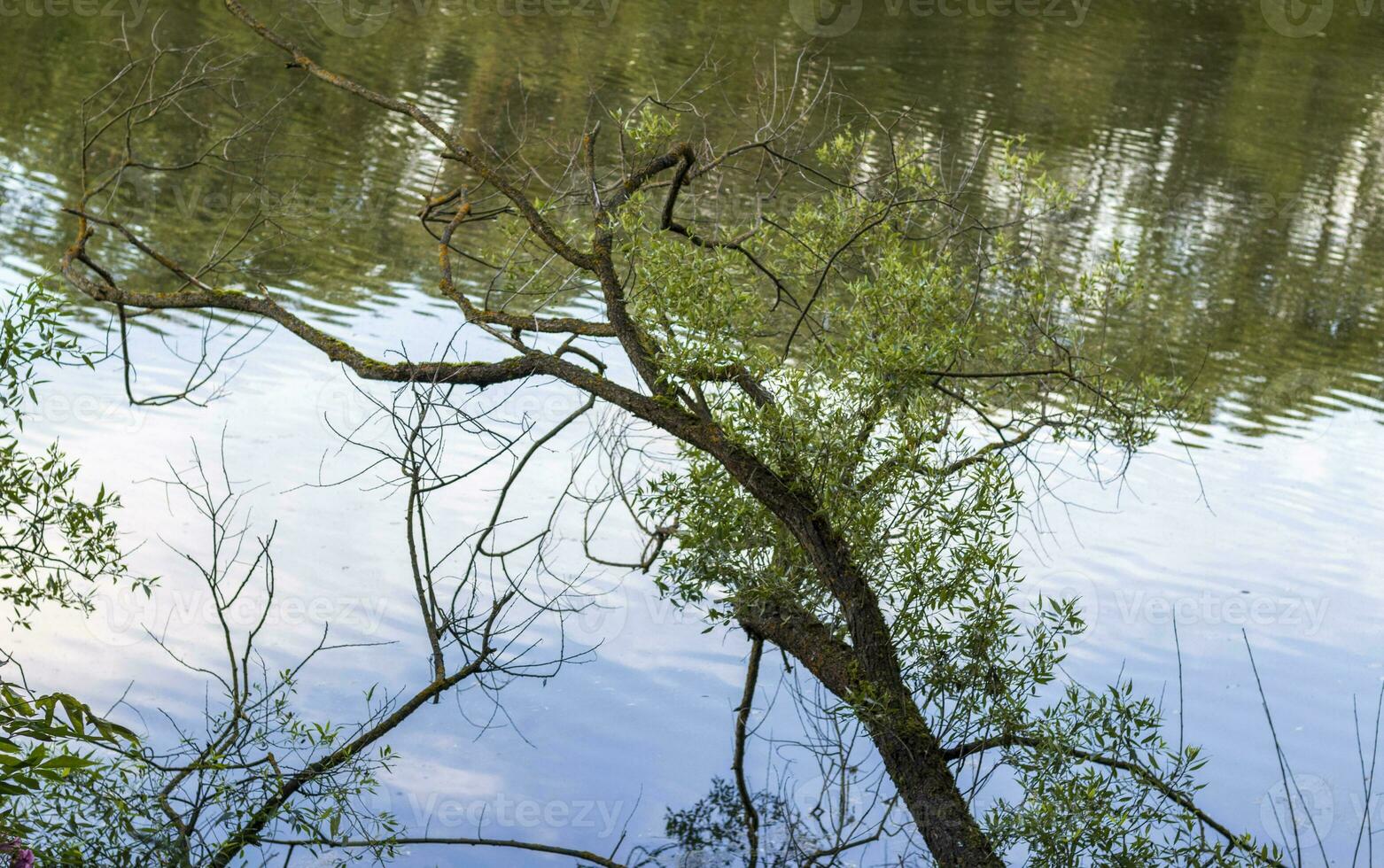 Landscape shot of the pond. Nature photo