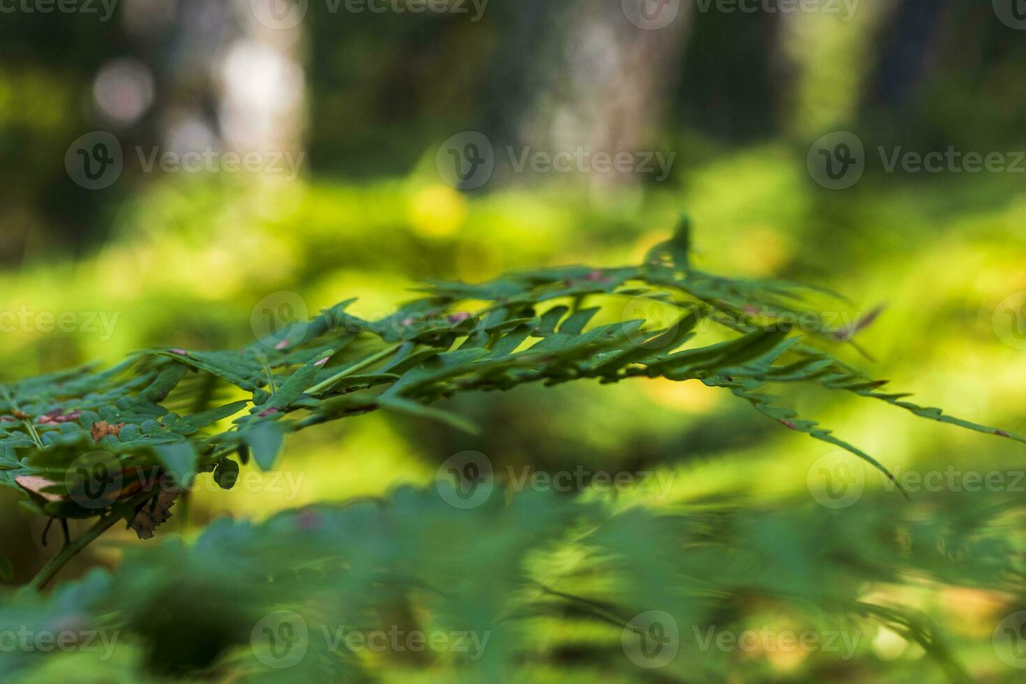 Landscape shot of the forest. Nature photo