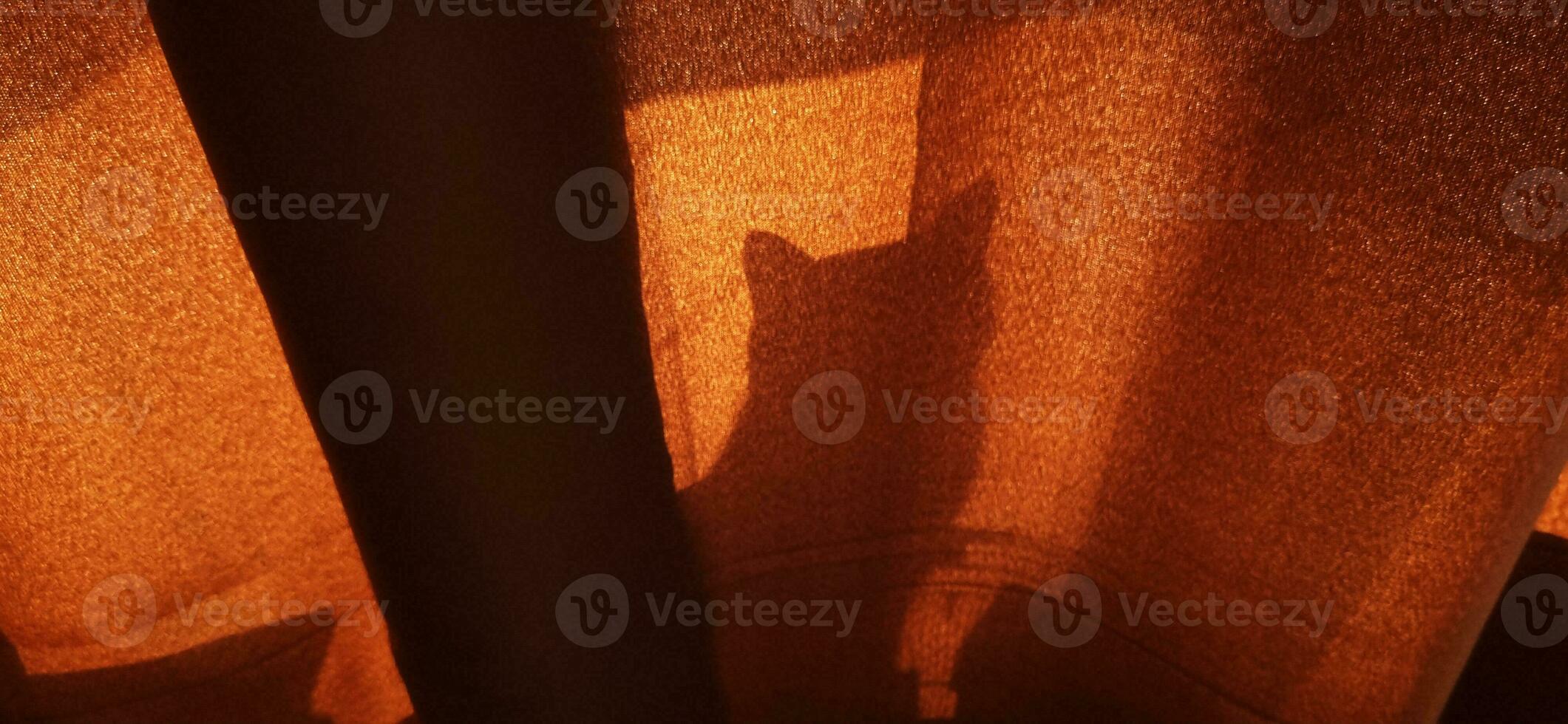 Silhouette of the cat playing behind the curtain. Pets photo