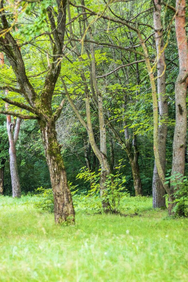 Landscape shot of the forest. Landscape photo