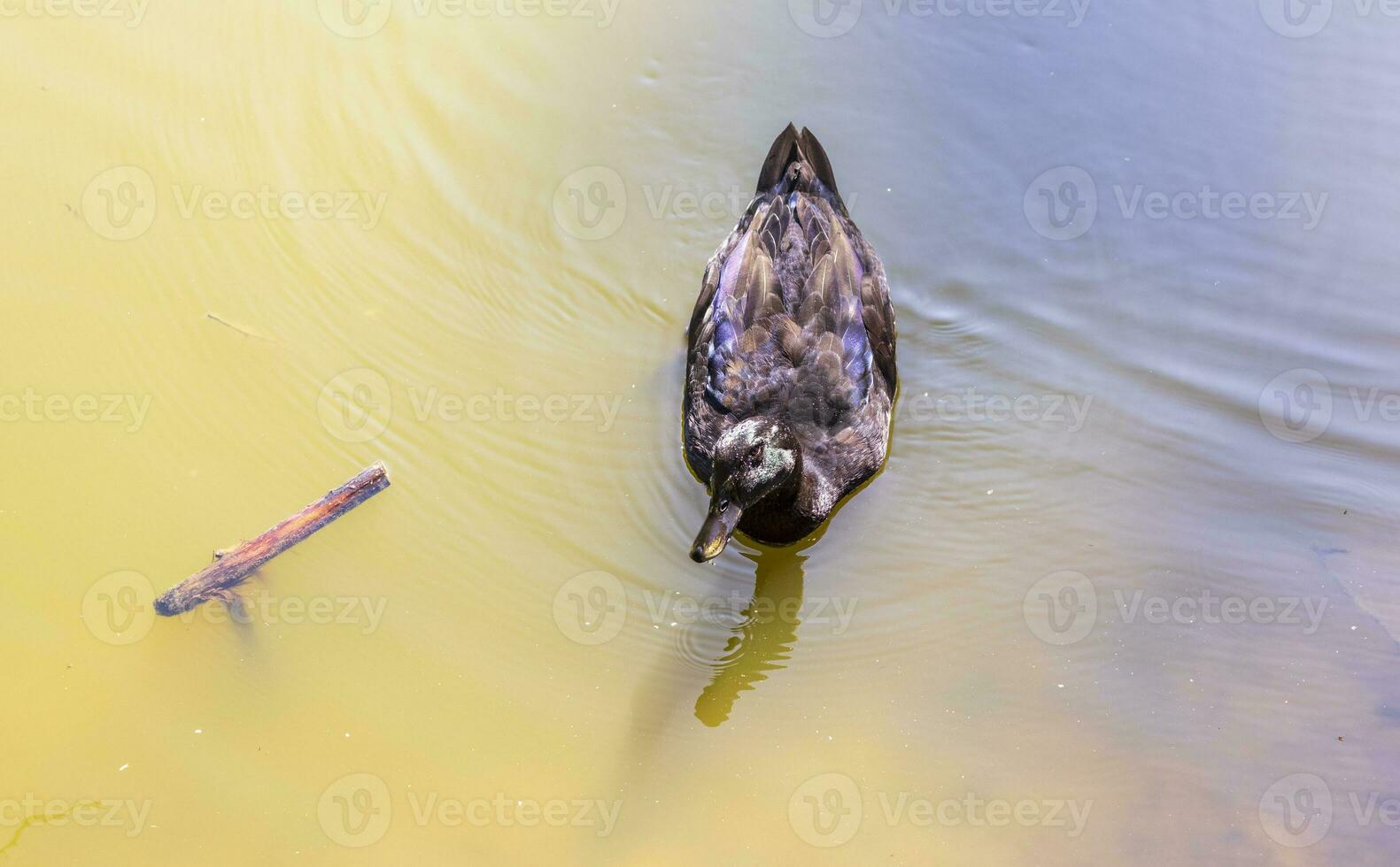 de cerca Disparo de un Pato en el estanque. naturaleza foto