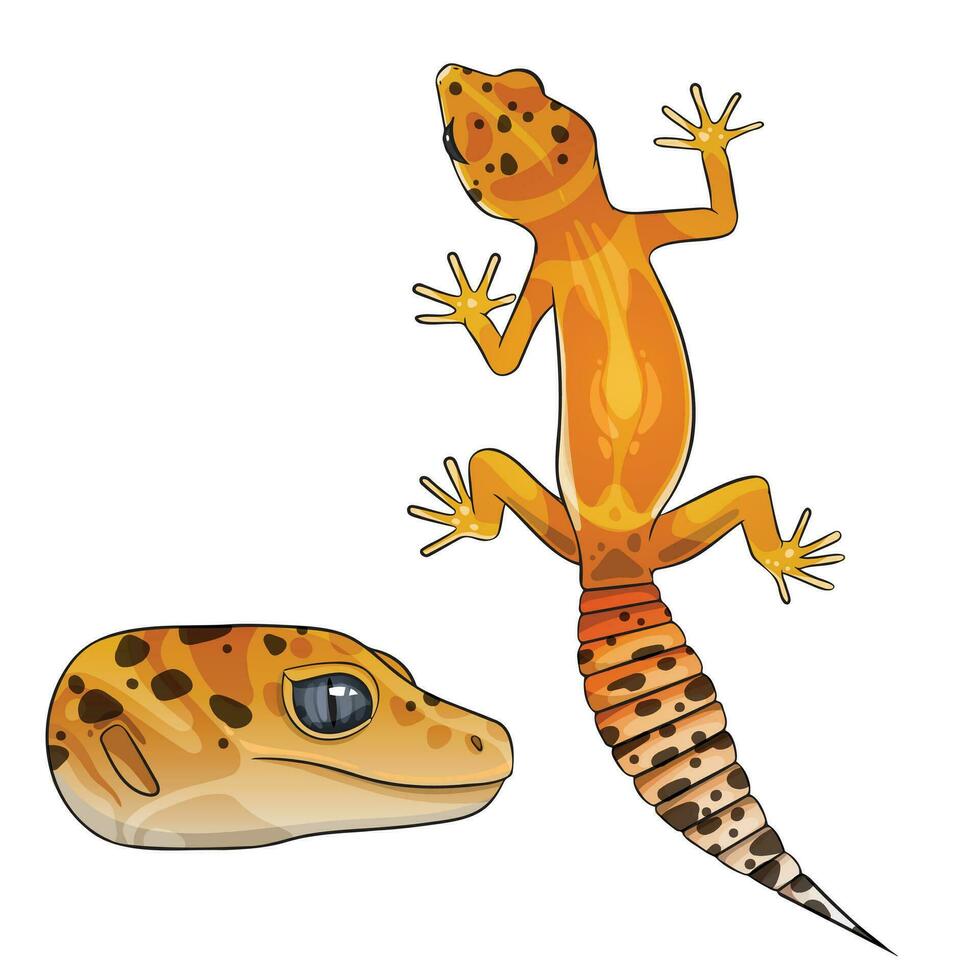 Vector illustration of an eublepharis Leopard gecko tangerine