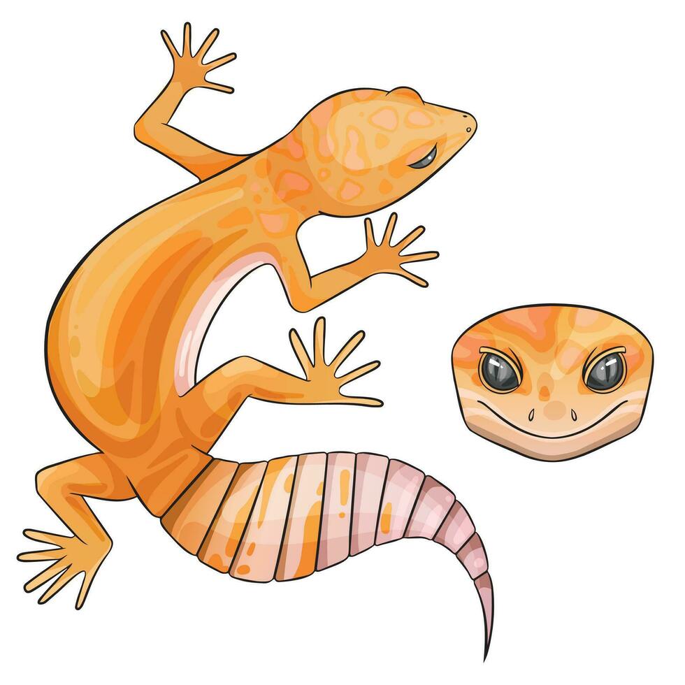 Vector illustration of an eublepharis Leopard gecko tangerine