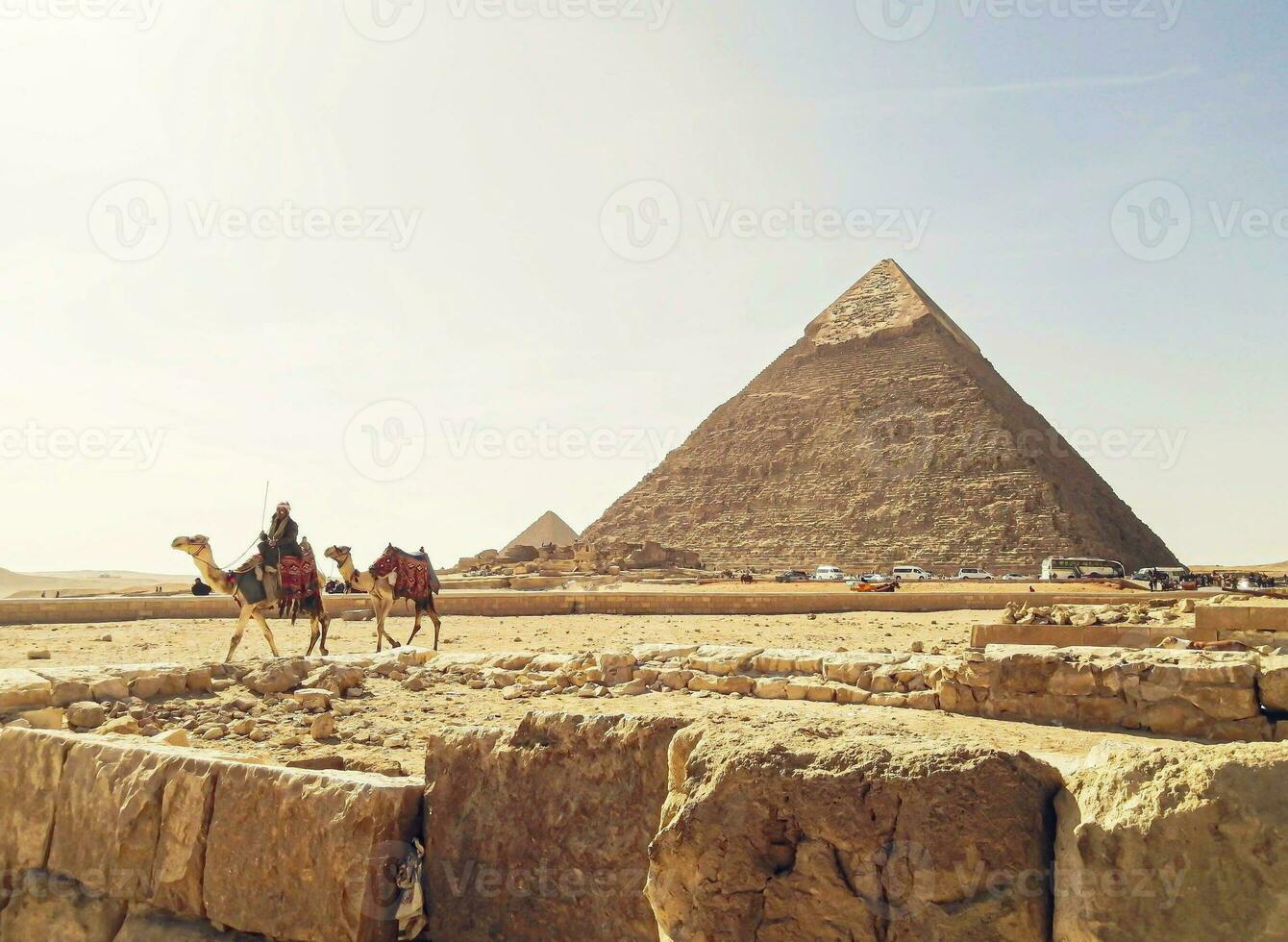 A beautiful picture of a camel in front of the pyramids in Giza, Egypt photo
