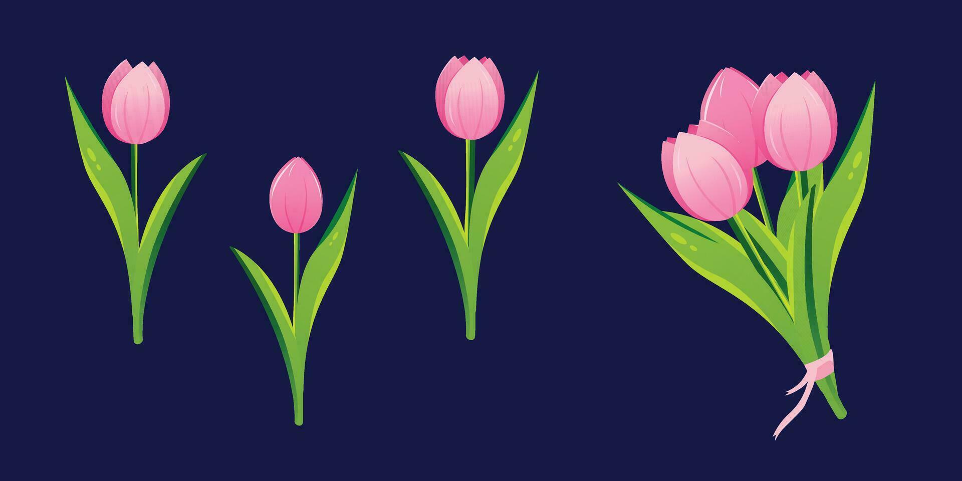 Tulip flowers set. Flower plants with pink petals. Botanical vector illustration on isolated background. Spring flowers for women's day, mother's day, easter and other holidays. Pink tulippans
