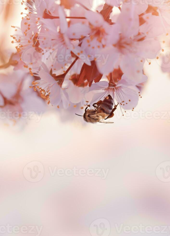 Little bee on the blooming cherry tree photo