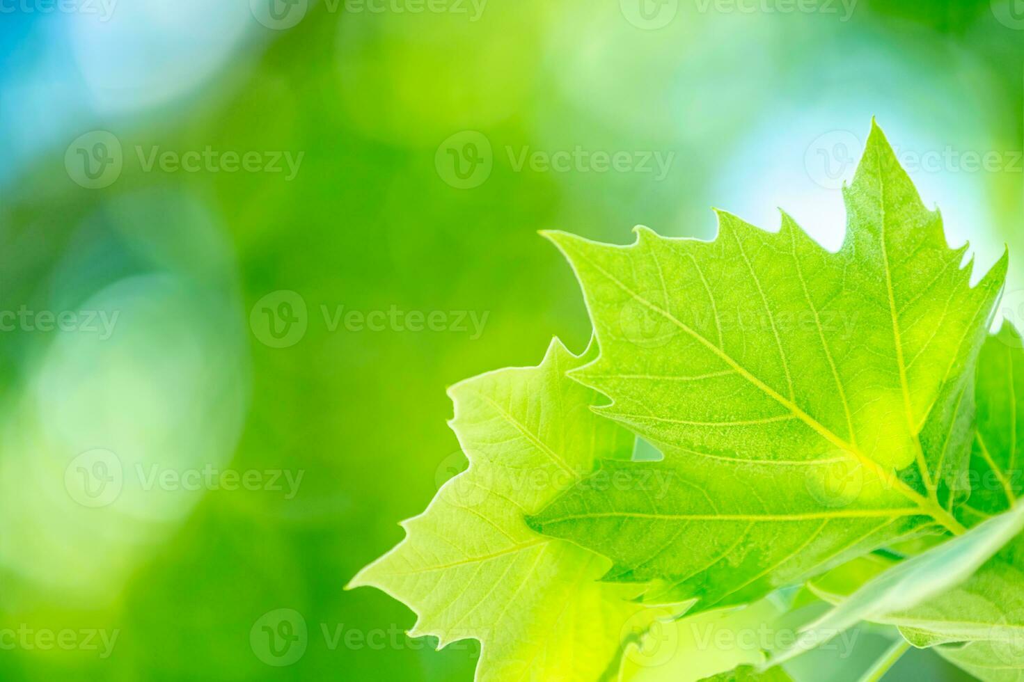 Fresh green maple leaf photo