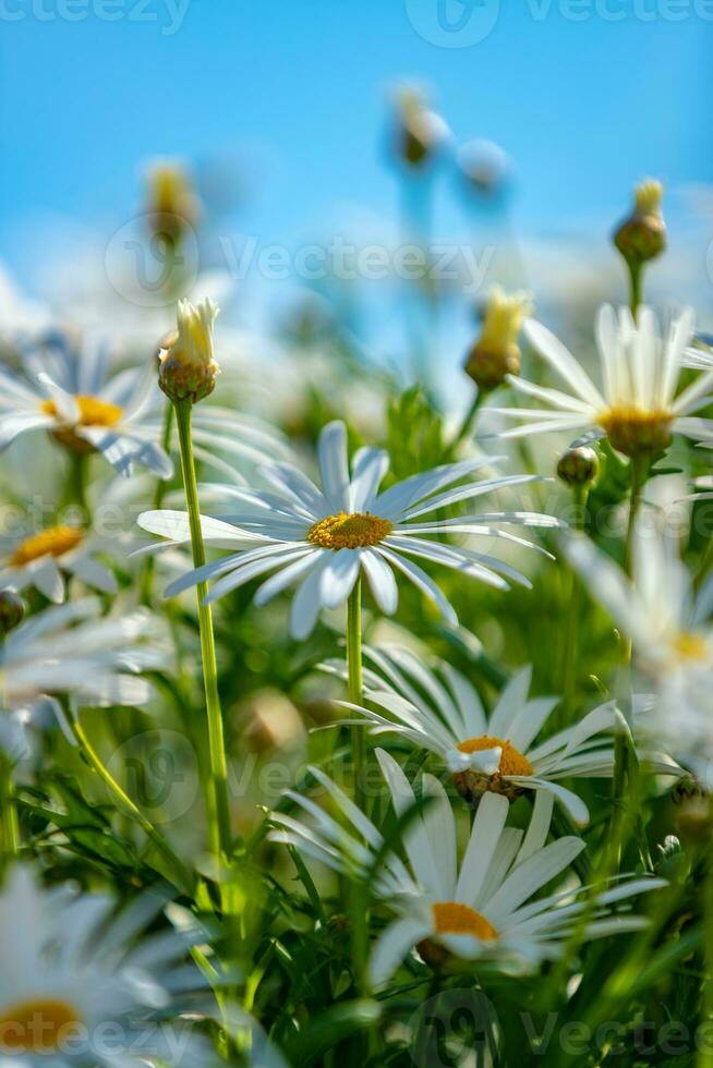 Beautiful gentle camomiles photo