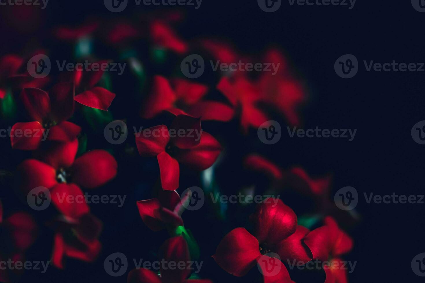 Red flowers background photo