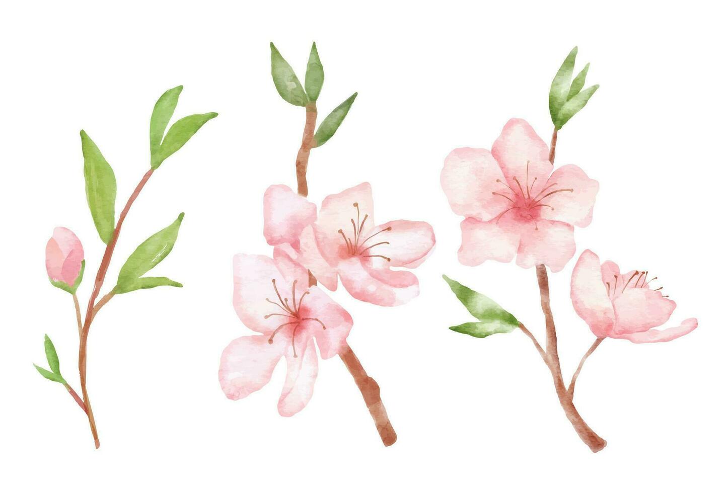 Branch of Cherry blossom illustration. Watercolor painting sakura isolated on white background. Japanese flower set vector