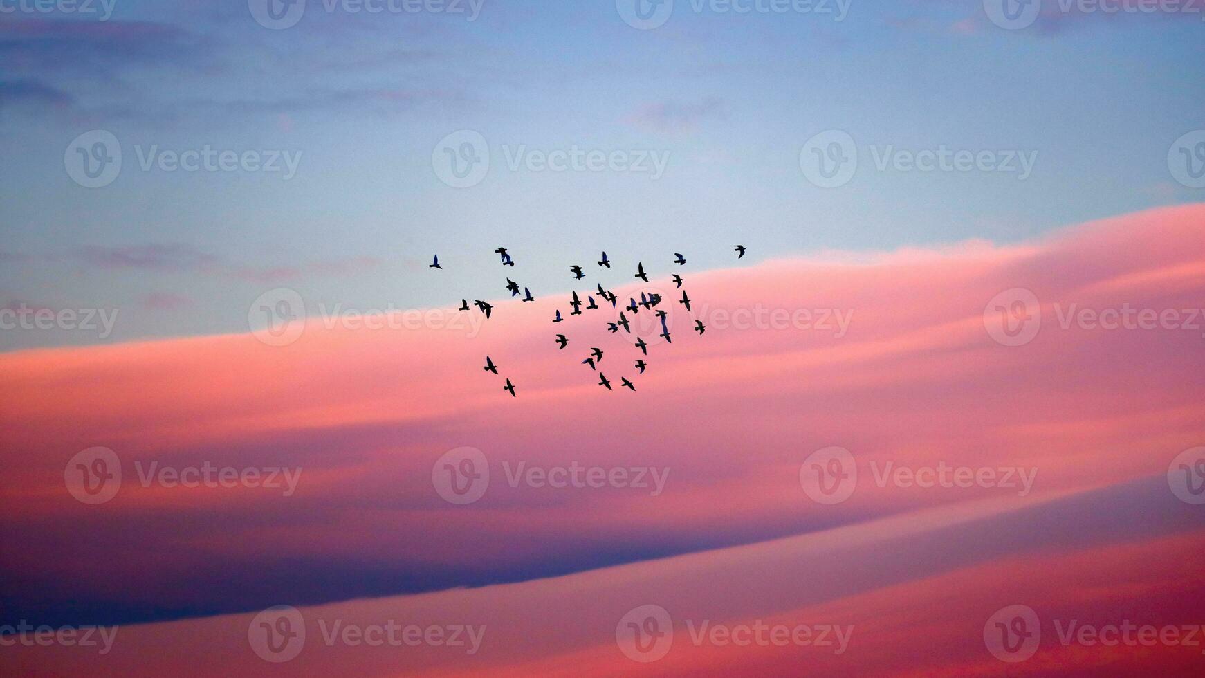 aves migración terminado rosado puesta de sol cielo foto