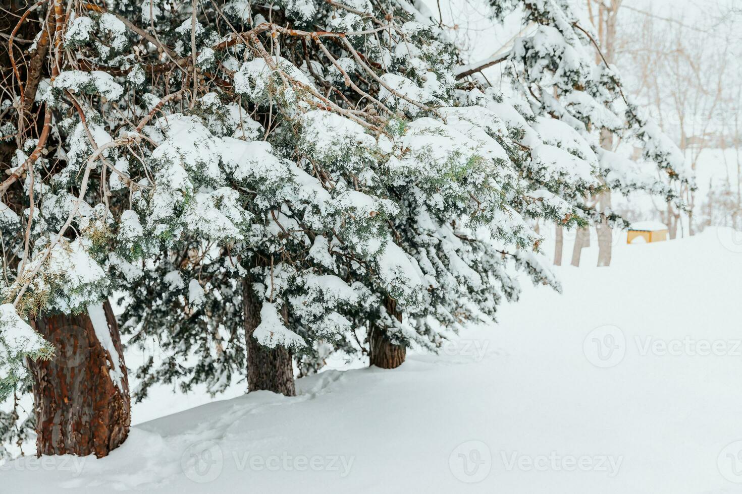 Coniferous trees among white snow photo