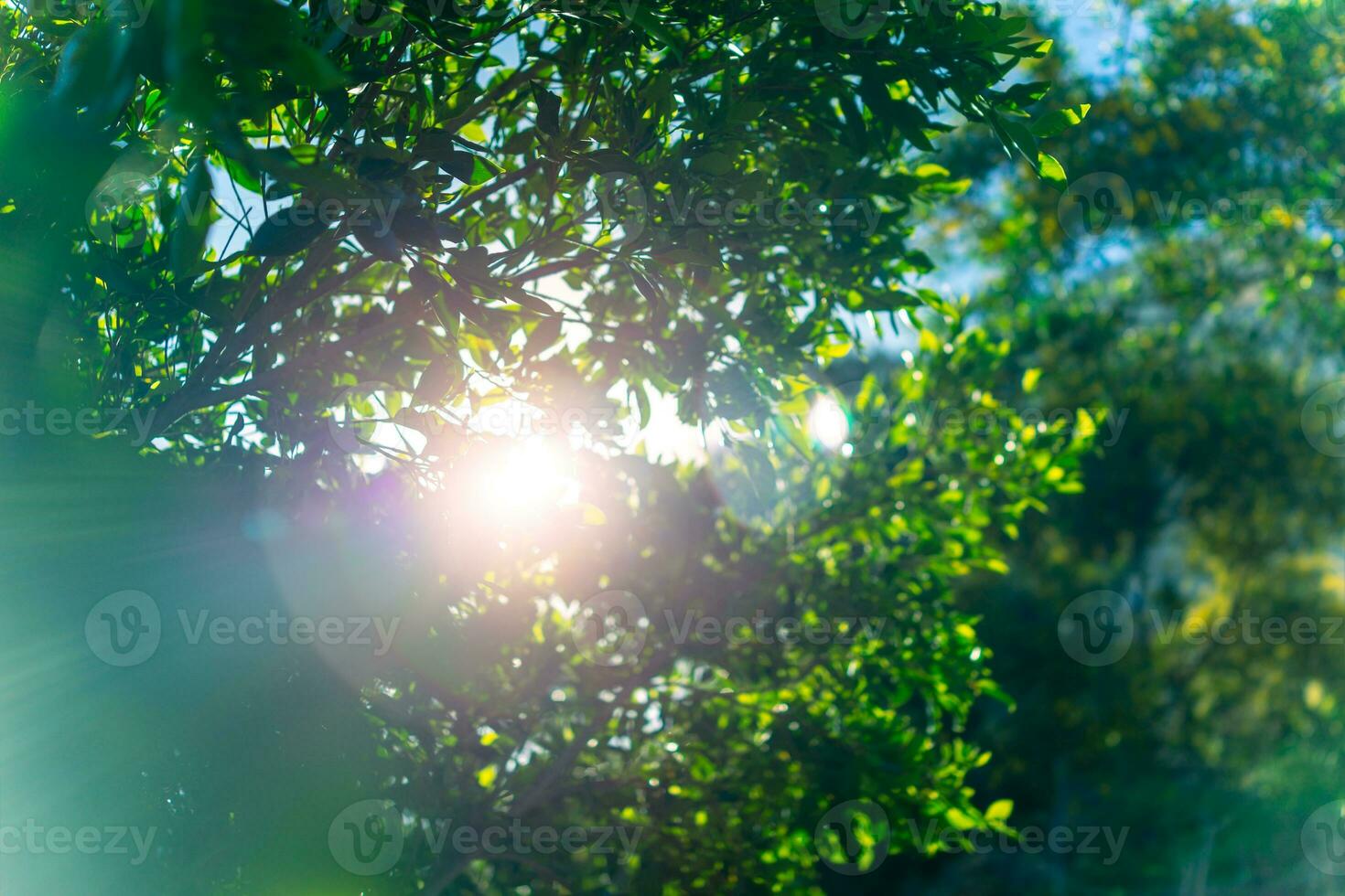 Fresh green tree foliage photo