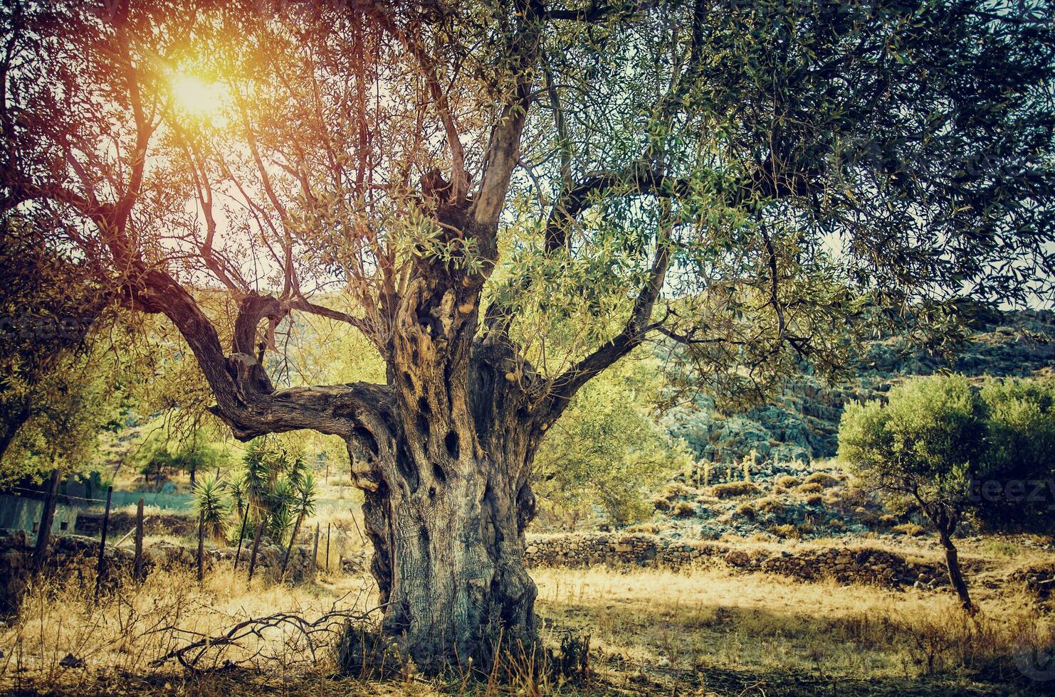 hermosa aceituna árbol foto