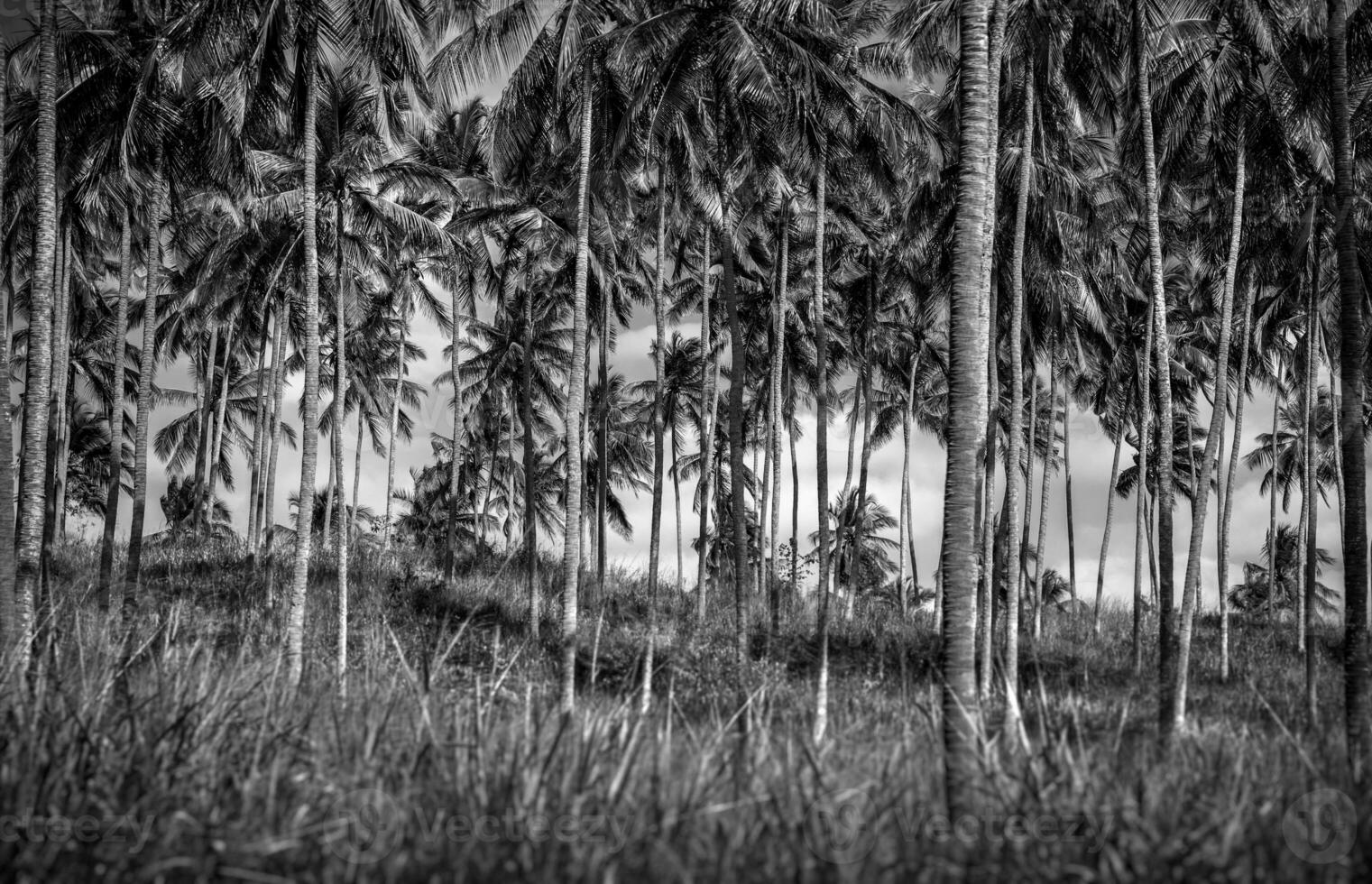 Palm trees plantation photo