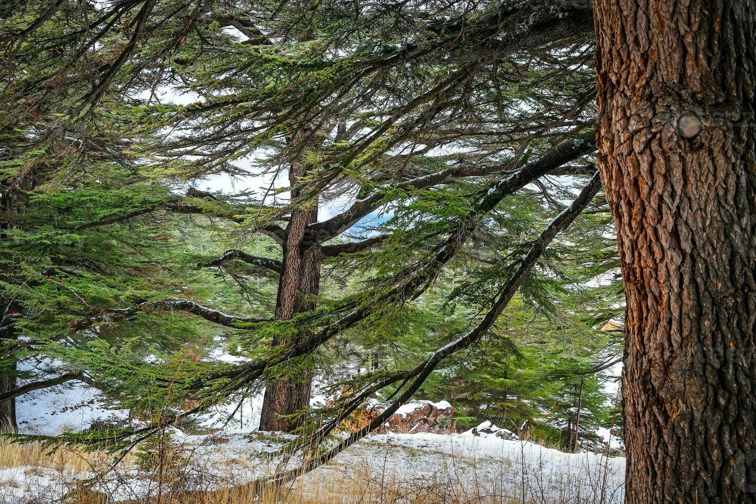 The Cedars of God photo