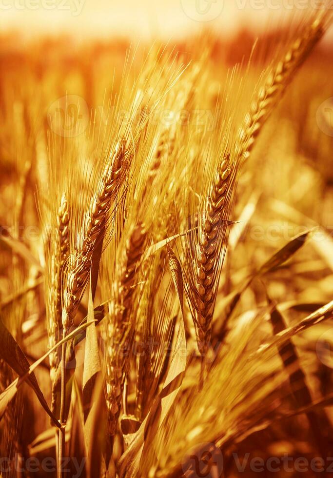 Wheat field background photo