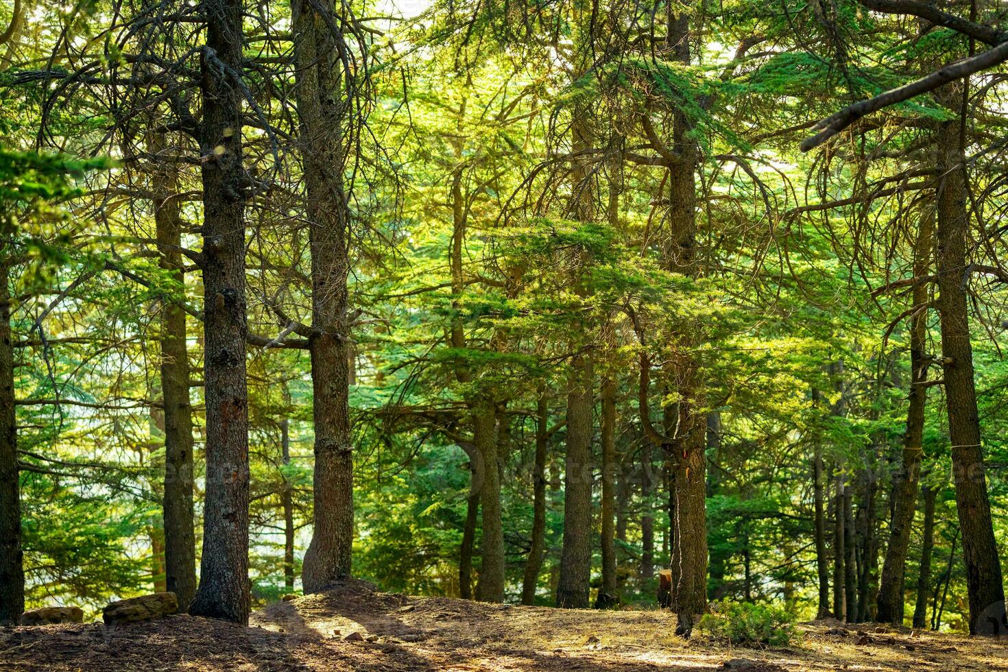 Beautiful forest landscape photo