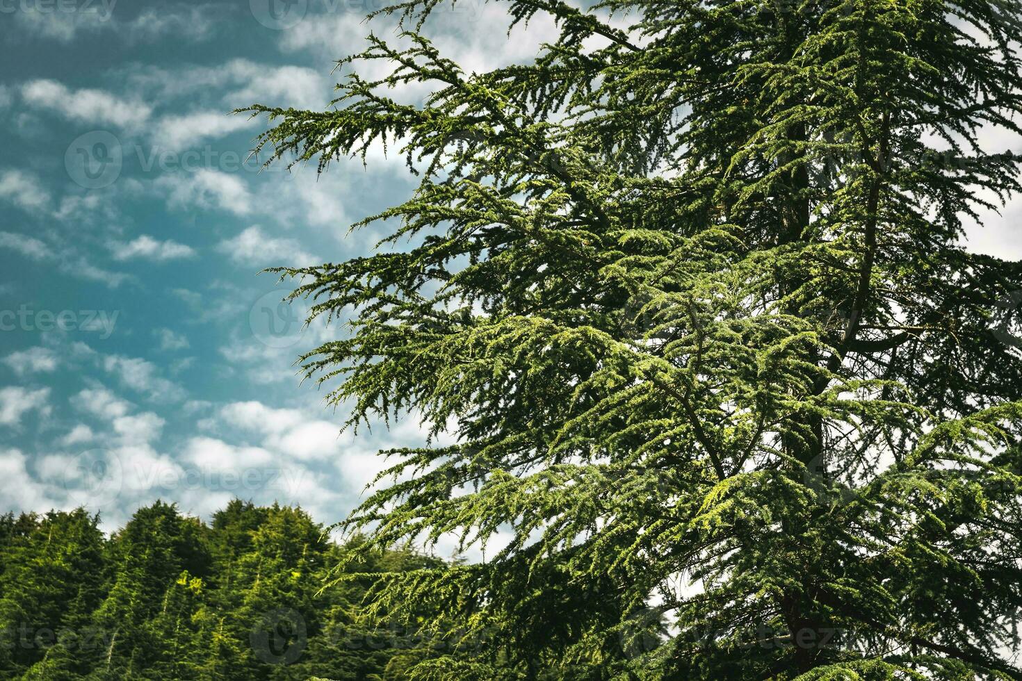 Amazing big cedars trees photo