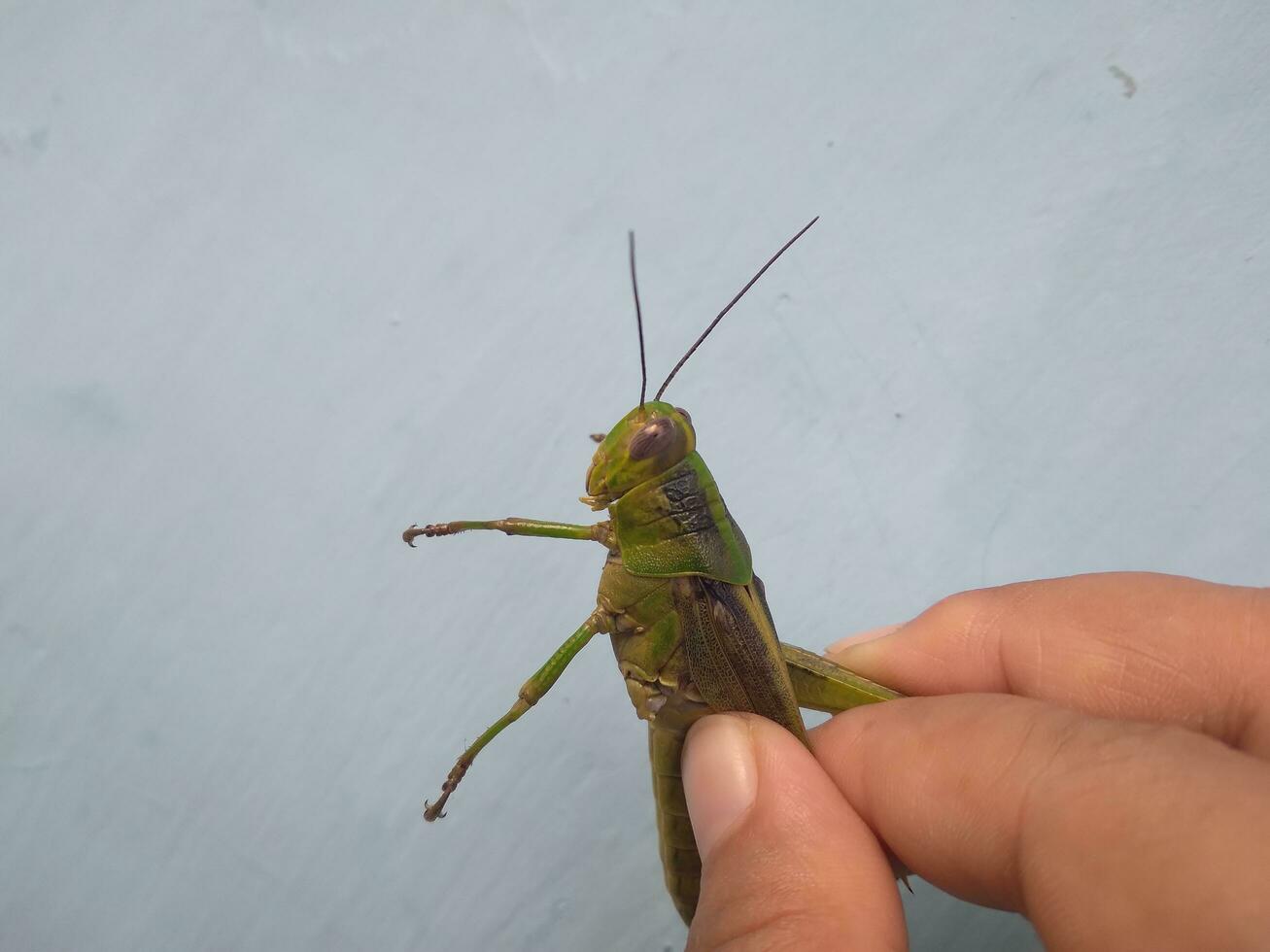 Hand holding grasshopper in the blue background photo