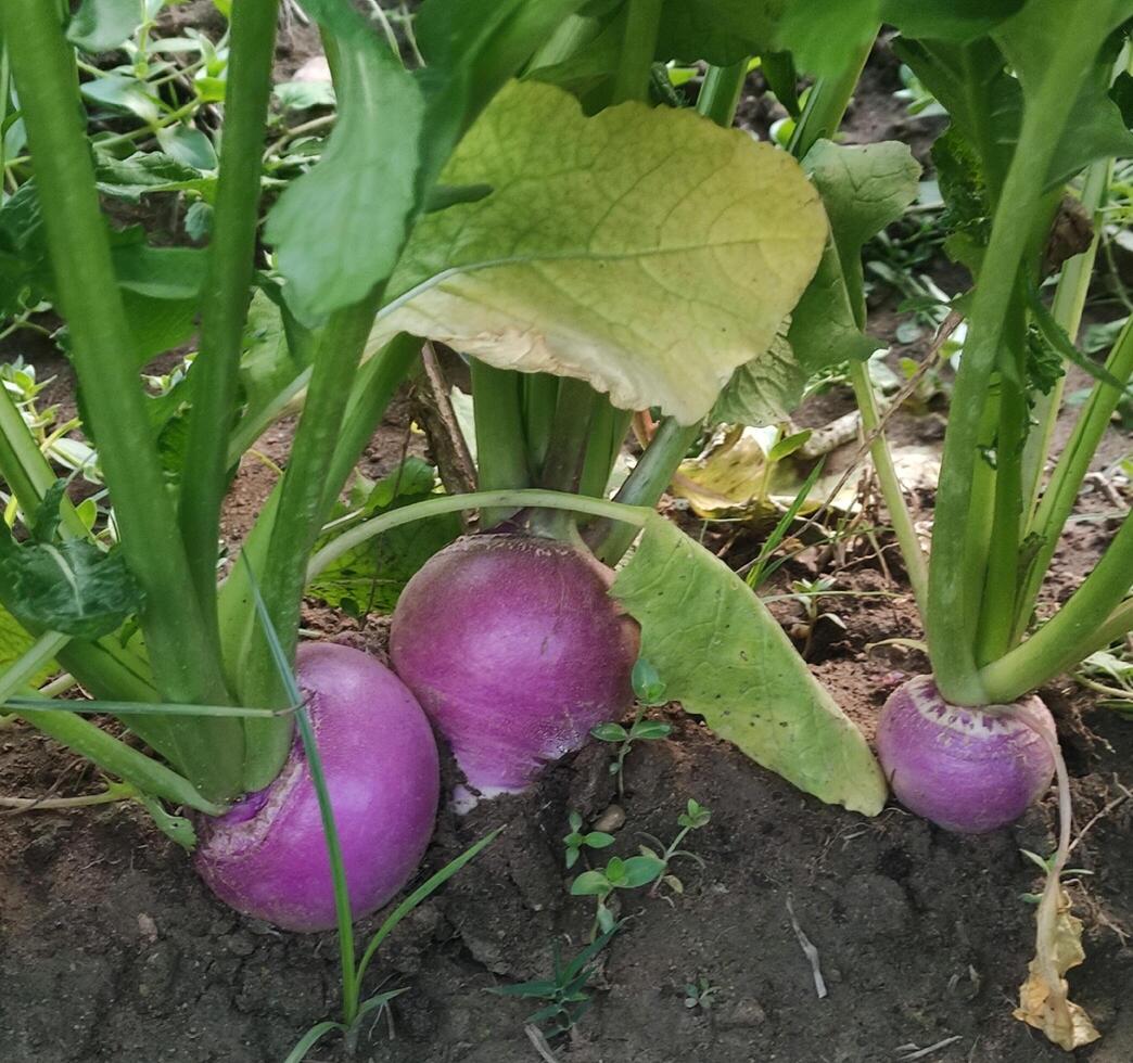 Fresh Turnips is lying in Agricultural field. Turnip growing in farm. Turnip harvesting photo