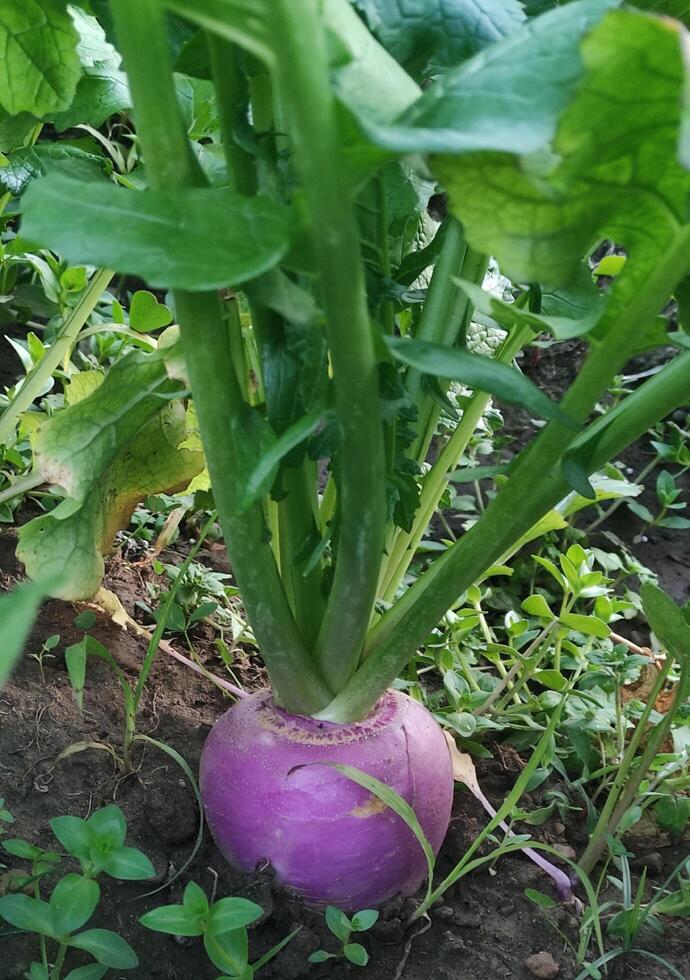 Fresh Turnips is lying in Agricultural field. Turnip growing in farm. Turnip harvesting photo