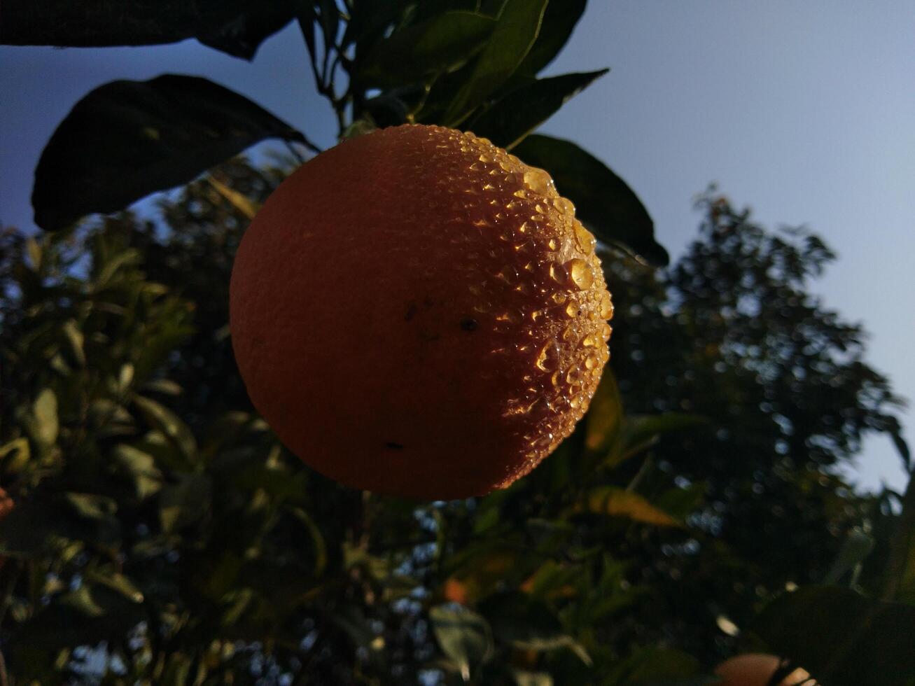 Fresco naranja a naranja árbol en jardín foto