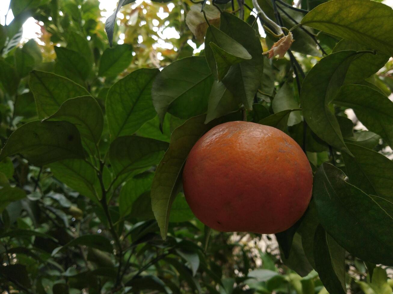 Beautiful fresh orange in a garden tree photo