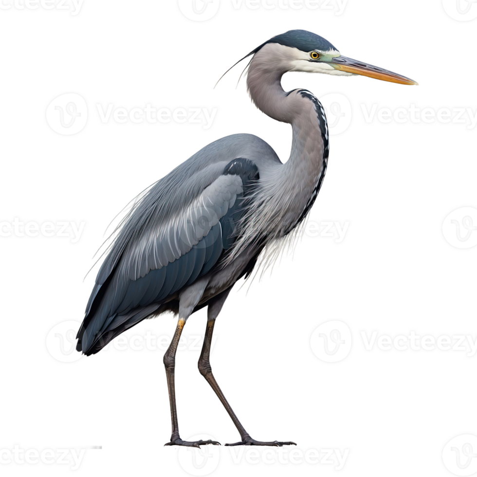 AI generated Heron bird isolated on transparent background png
