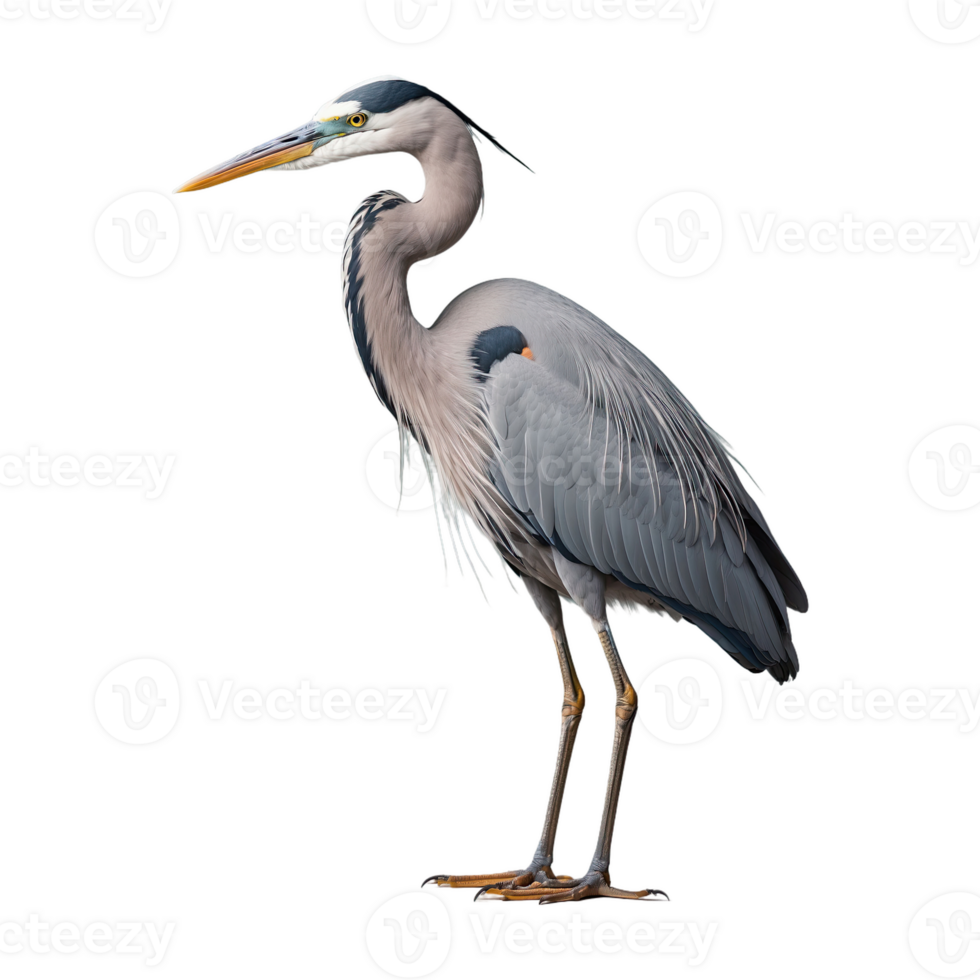 AI generated Heron bird isolated on transparent background png