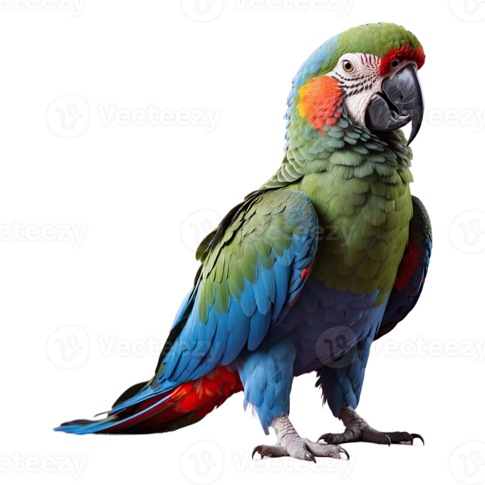 AI generated Parrot bird isolated on transparent background png