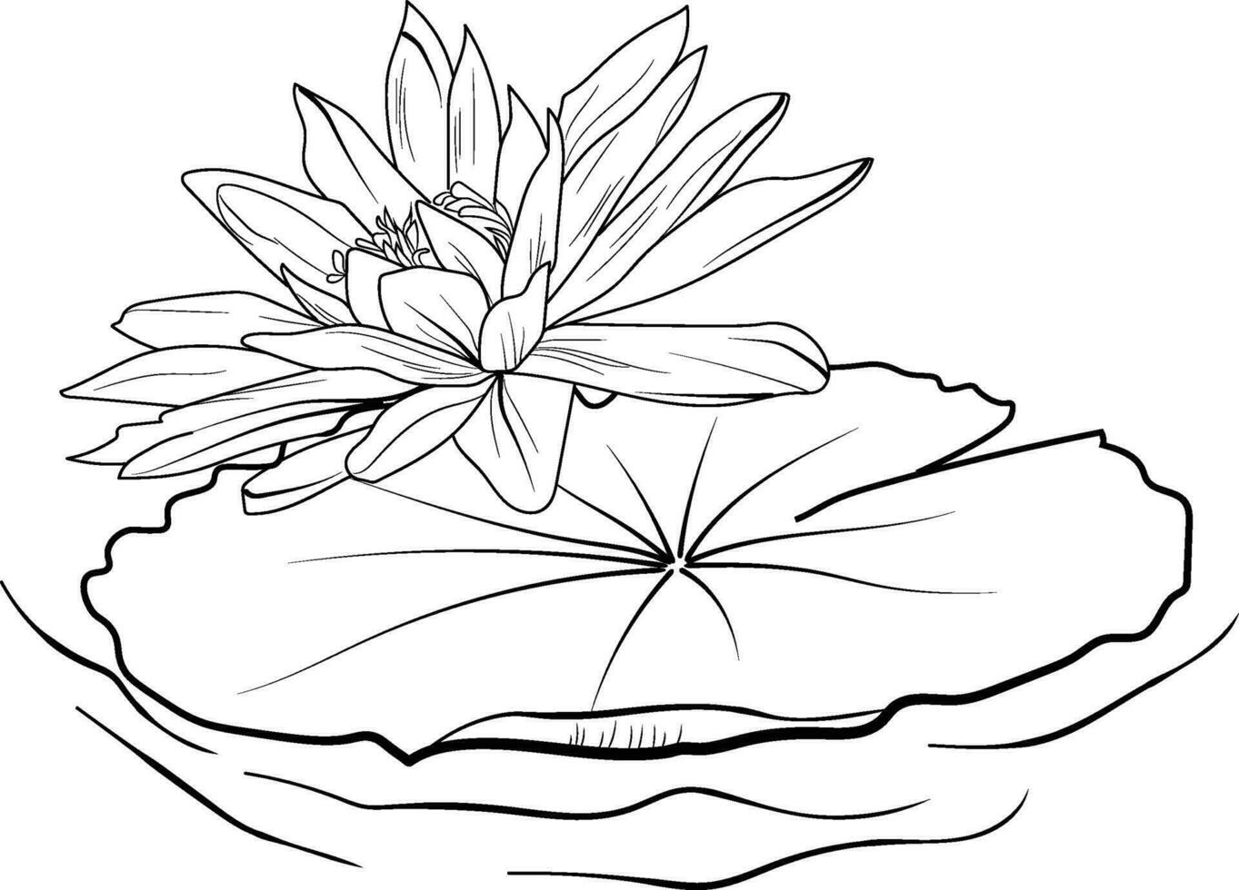 Nymphaea water lily drawings, outline water lily drawing, outline water lily flower drawing, black and white water lily drawing, sketch water lily drawing, hand drawn sketch water lily drawing vector