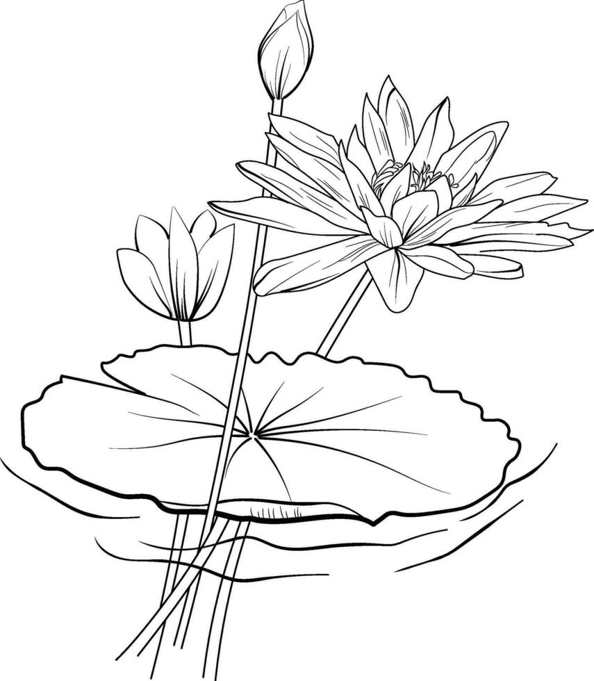Nymphaea water lily drawings, outline water lily drawing, outline water lily flower drawing, black and white water lily drawing, sketch water lily drawing, hand drawn sketch water lily drawing vector