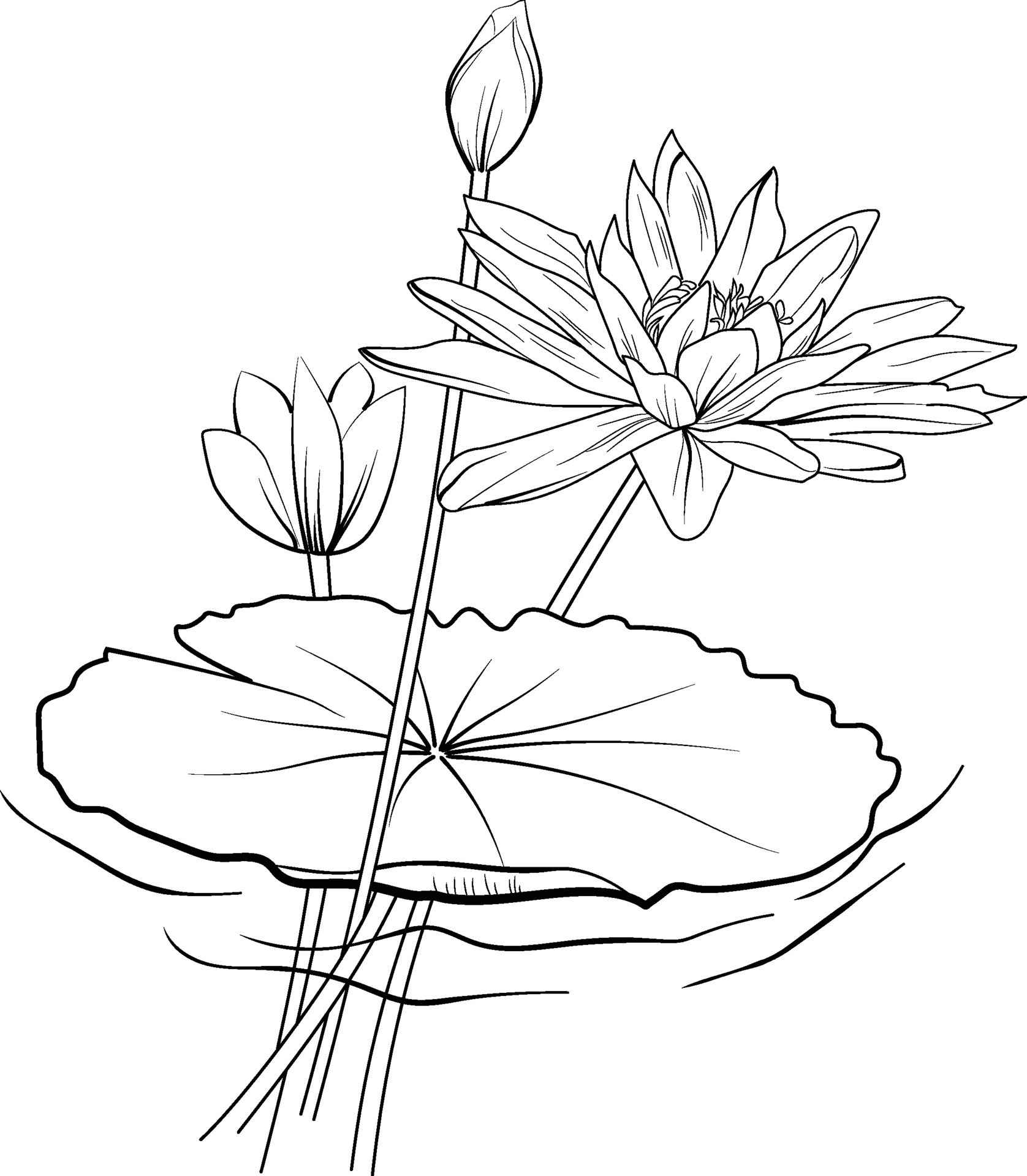 30 Water Lily Flower Drawing Coloring Pages