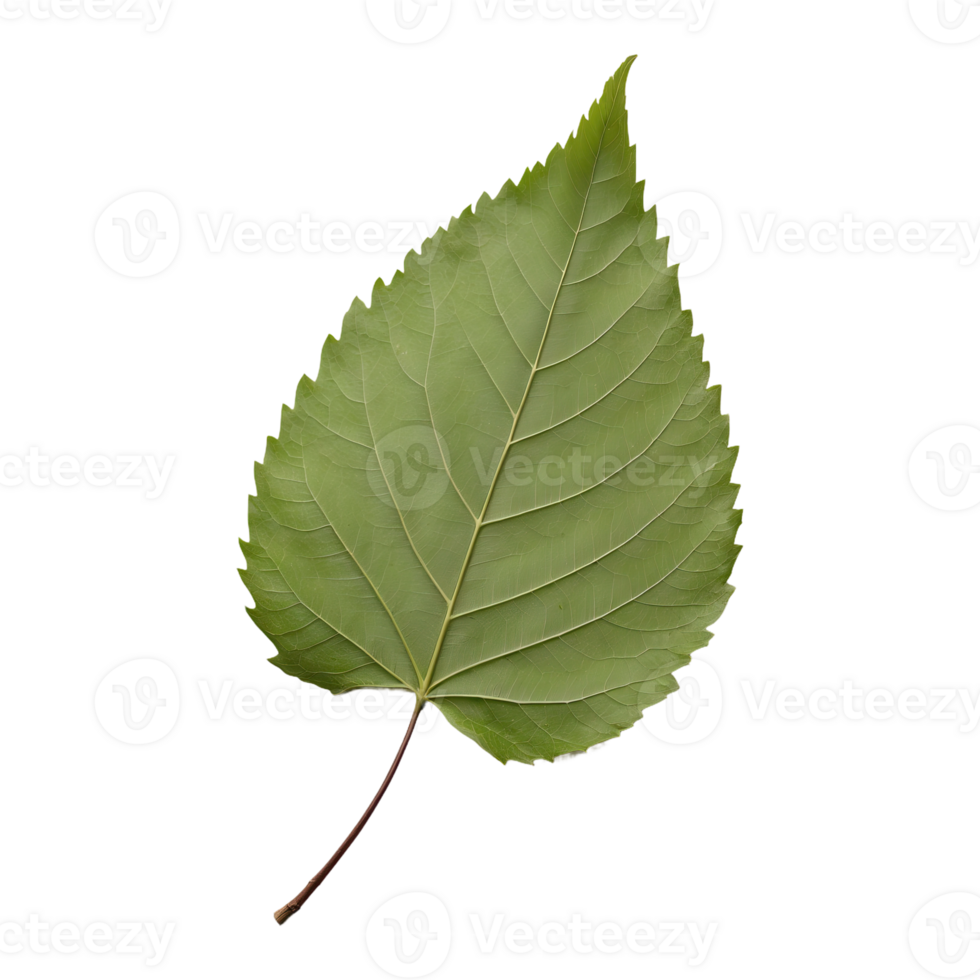 AI generated hackberry leaf isolated on transparent background png