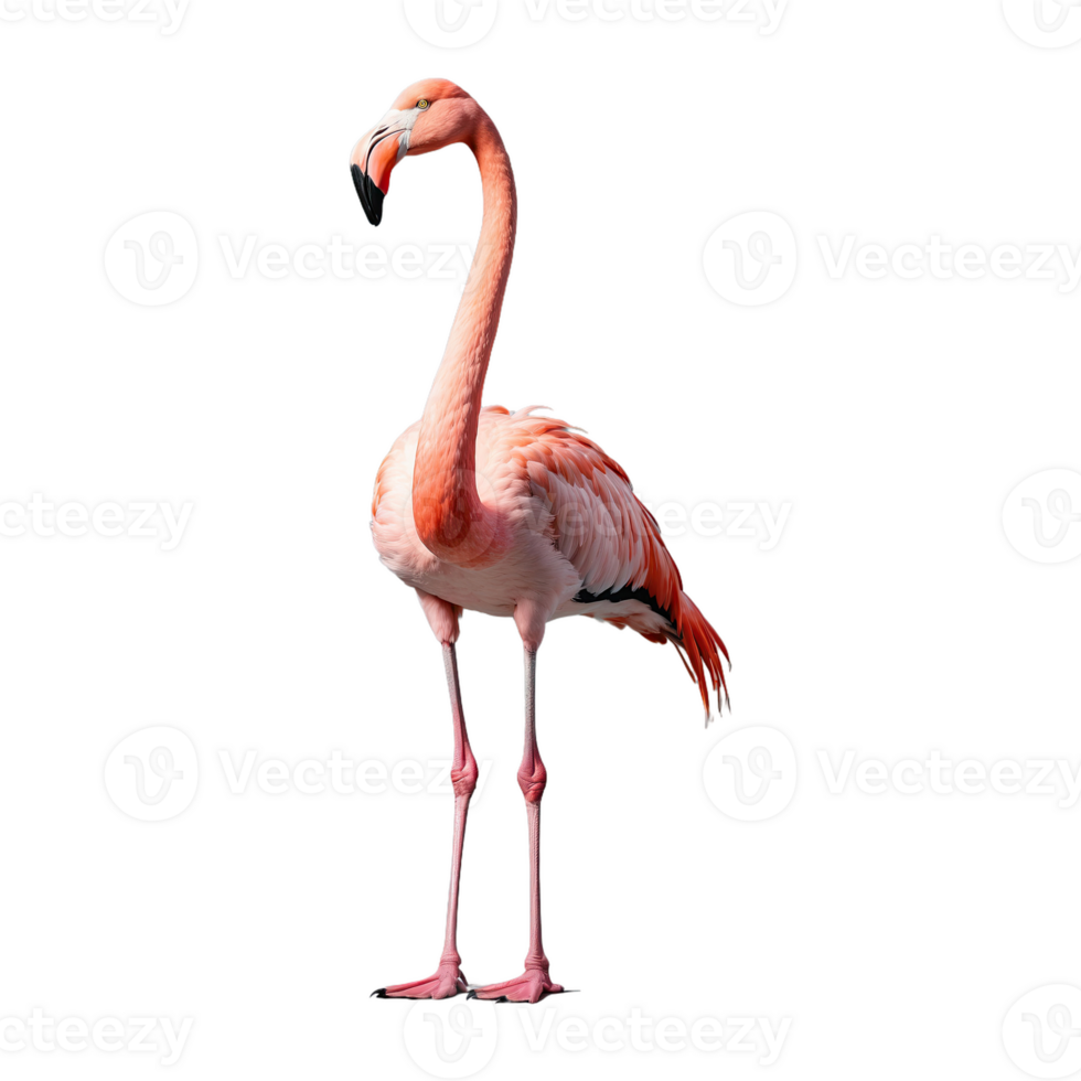 AI generated Flamingo bird isolated on transparent background png