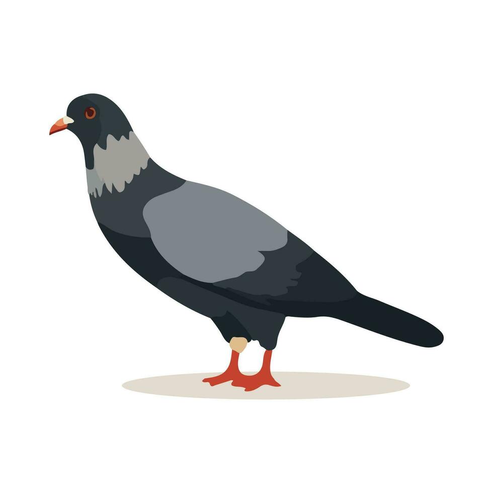 Cartoon pigeon isolated on white background. Cartoon style. Vector illustration.