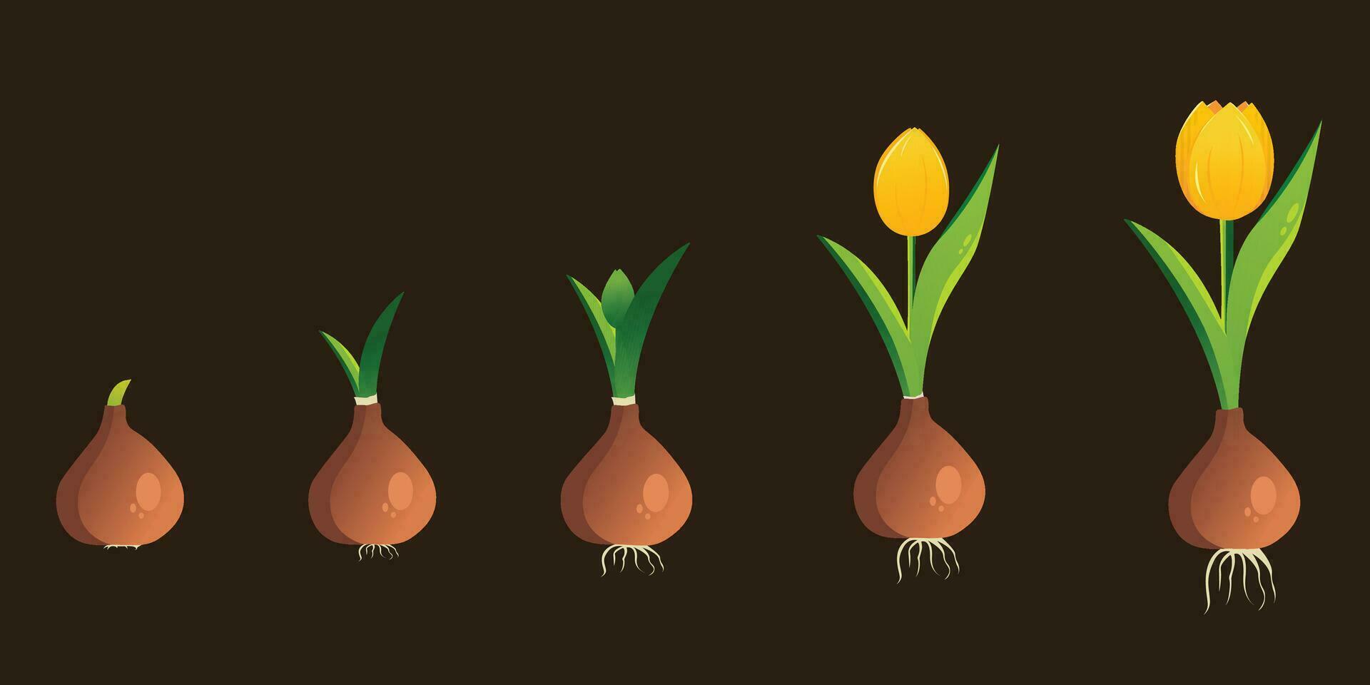 Life cycle of a tulip plant. Growth stages from bulb to adult flowering plant. Growth and development of plants. Stages of growth of tulips. vector