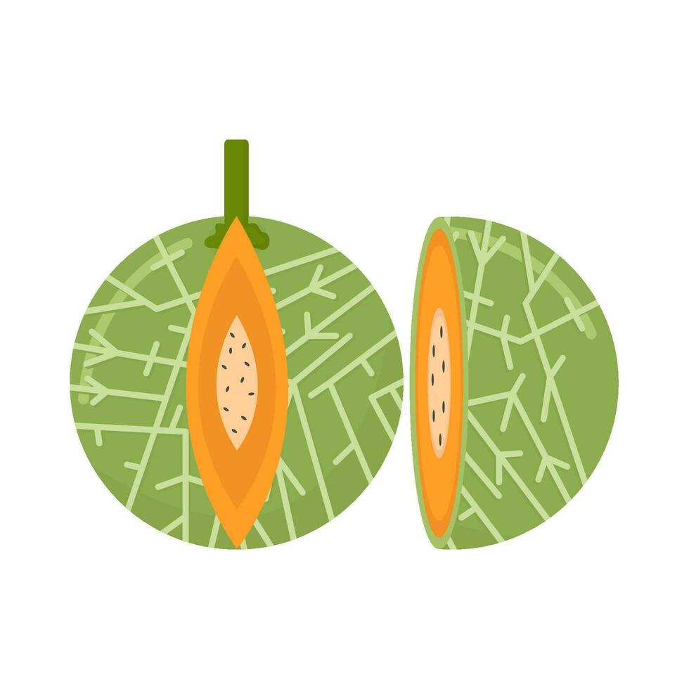 cantaloupe slice illustration vector
