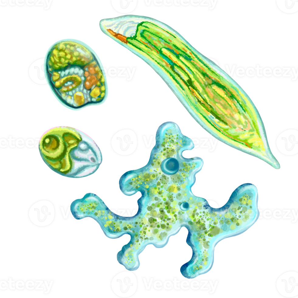 eencellig protozoa. kleur illustratie van een eencellig bacterie. voor het drukken studieboeken, encyclopedieën, brochures en posters Aan biologie en geneesmiddel. voor het drukken Aan voorwerpen en website ontwerp. png