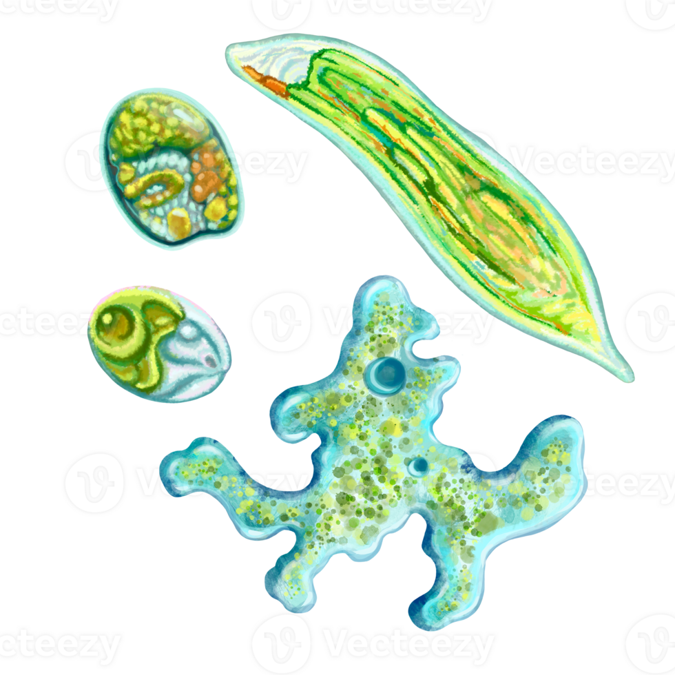 unicellulaire protozoaires. Couleur illustration de une unicellulaire bactérie. pour impression manuels scolaires, encyclopédies, brochures et affiches sur la biologie et médicament. pour impression sur objets et site Internet conception. png